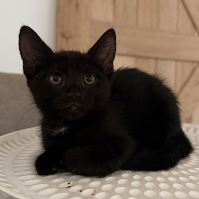 Photo of Mrs. Scribbles