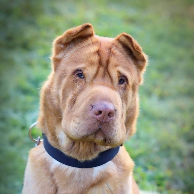 Photo of Symba