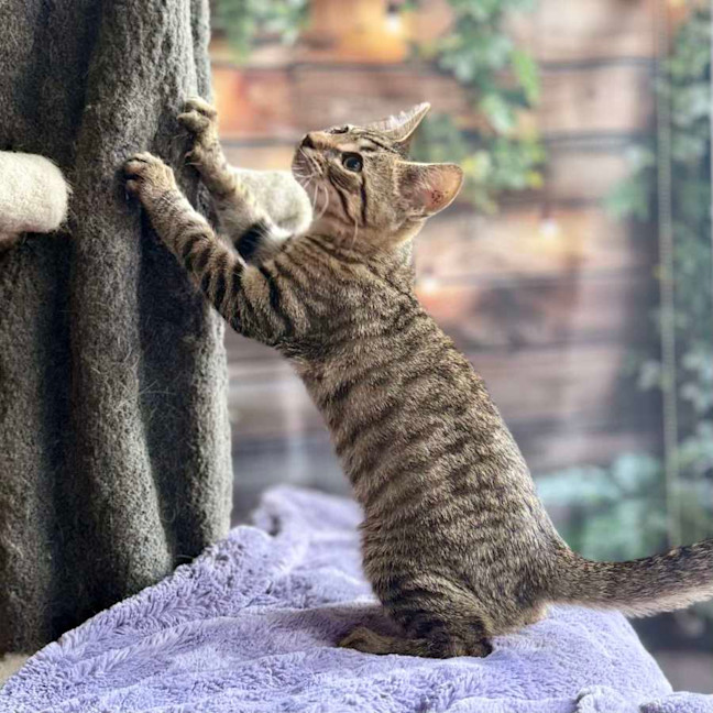 Photo of Zephyr   Meet Me At Ivanhoe East Vet Clinic