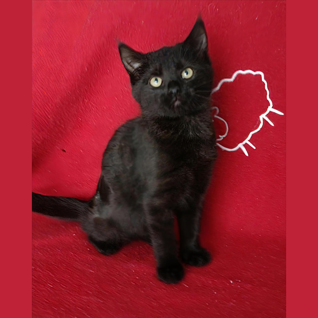 Photo of Dahlia Now Georgie