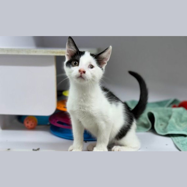 Photo of Pirate