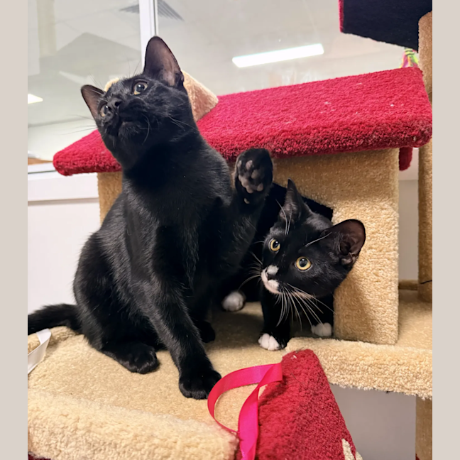 Photo of Oscar (& Ollie)