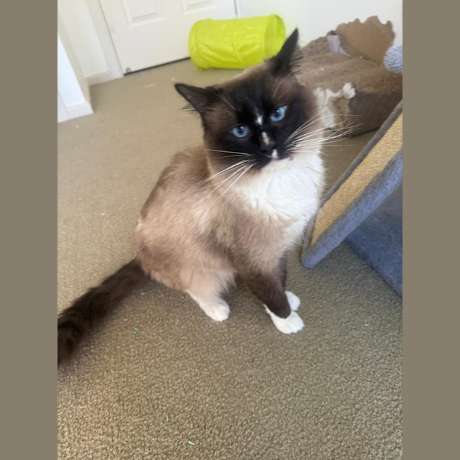 Photo of Coco & Marshmellow