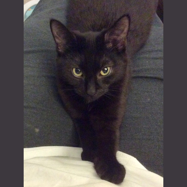 Photo of Merlin