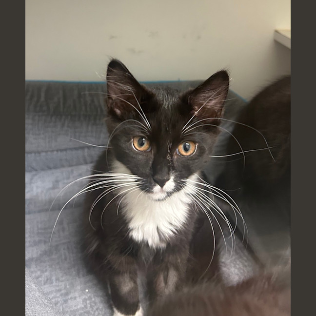 Photo of Nyx