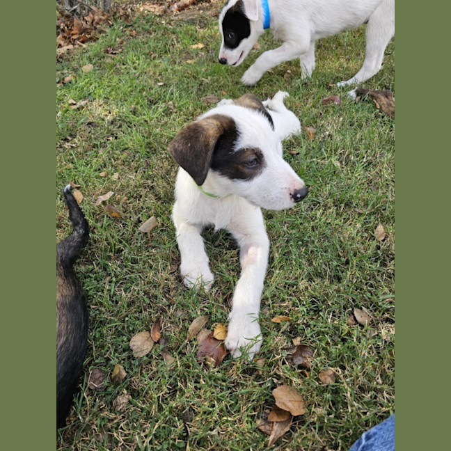 Photo of Wolfie Kids 