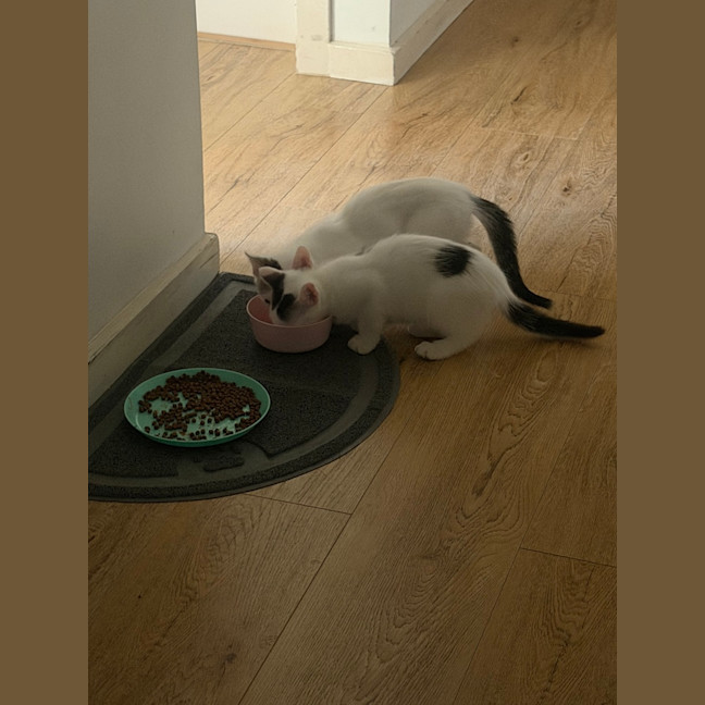 Photo of Biscuit And Bean