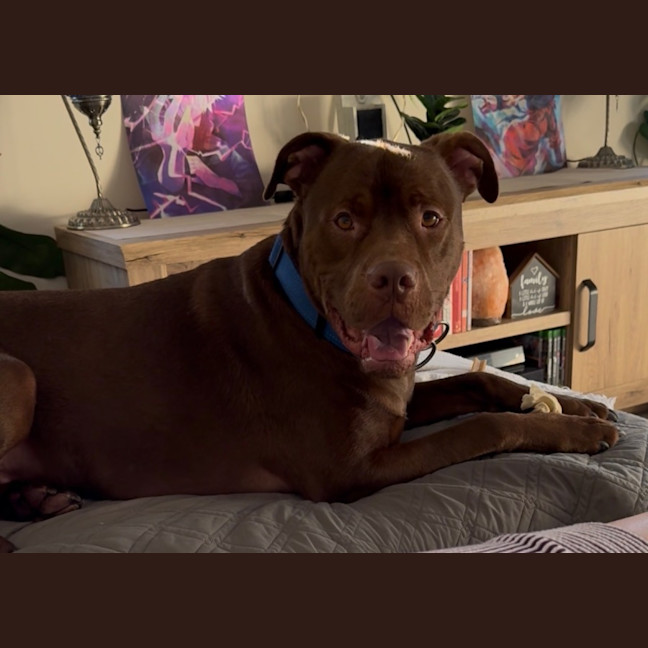 Photo of Boof