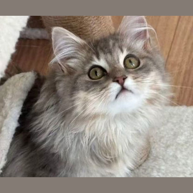 Photo of Lumi