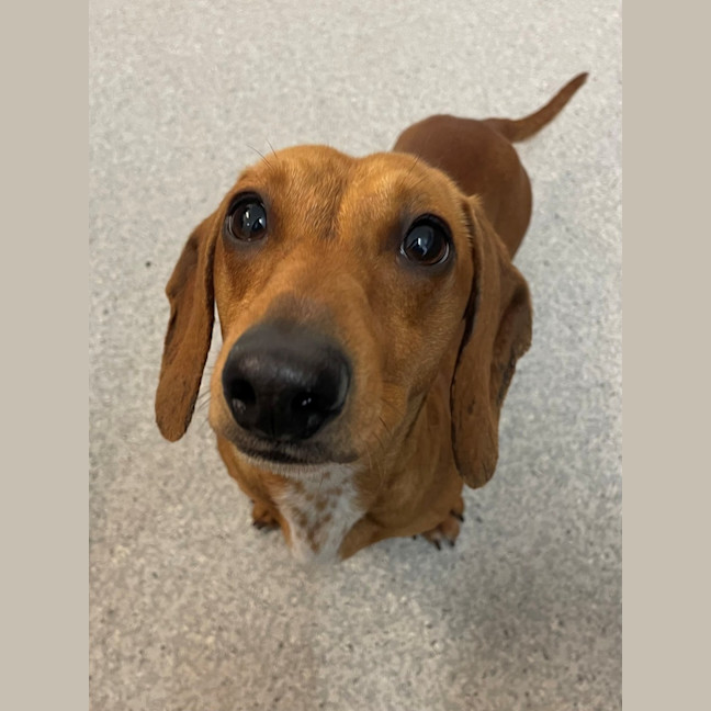 Photo of D1183 Dwayne