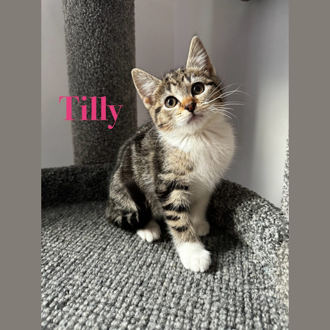 Photo of Tilly 