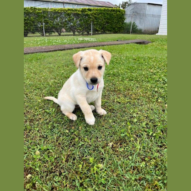 Photo of Thea   8 Week Old Staffy X Koolie (Hold)