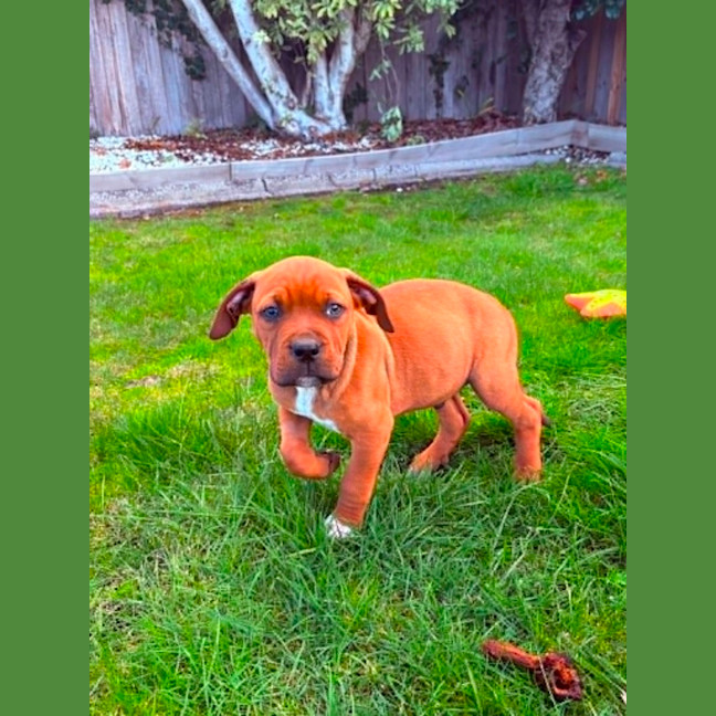 Photo of Peanut