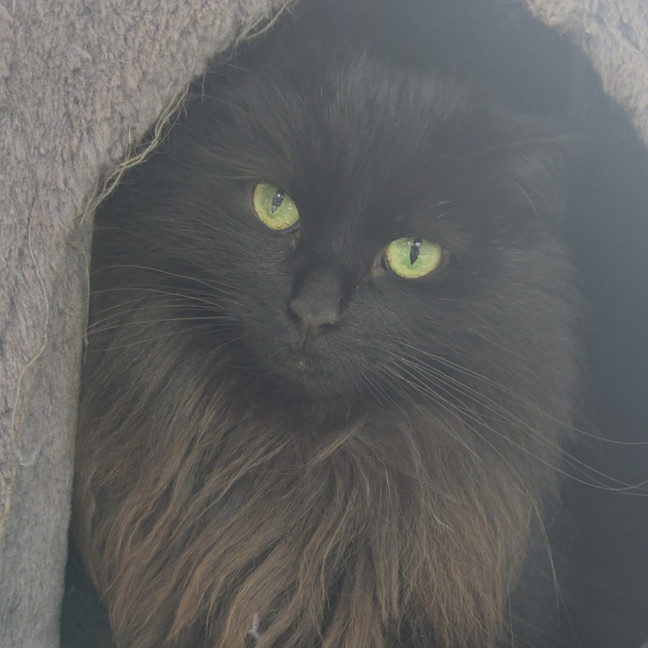 Photo of Figgy