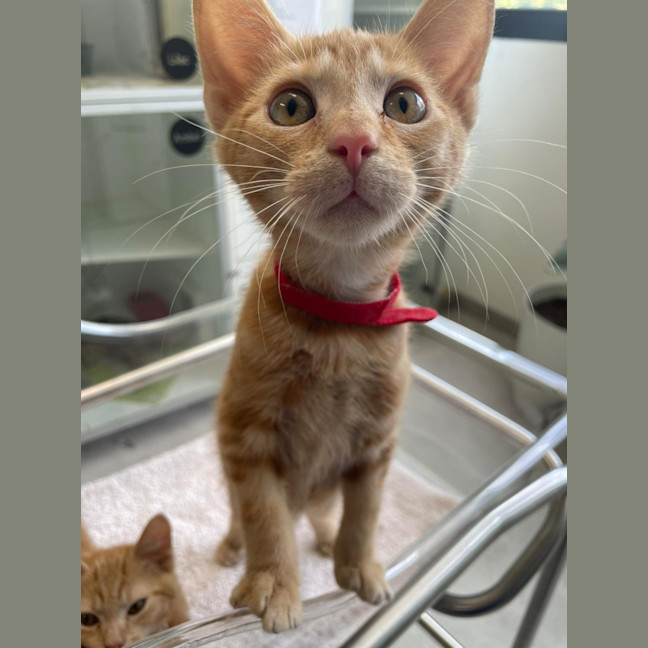 Photo of Cheeto