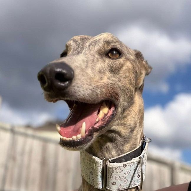 Photo of Spud