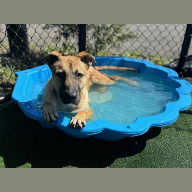 Photo of Leo Imp 1552