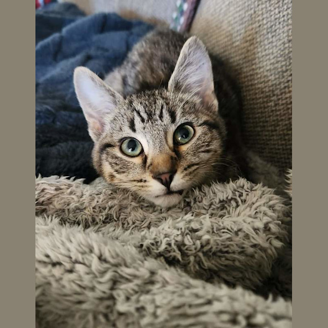 Photo of Croissant