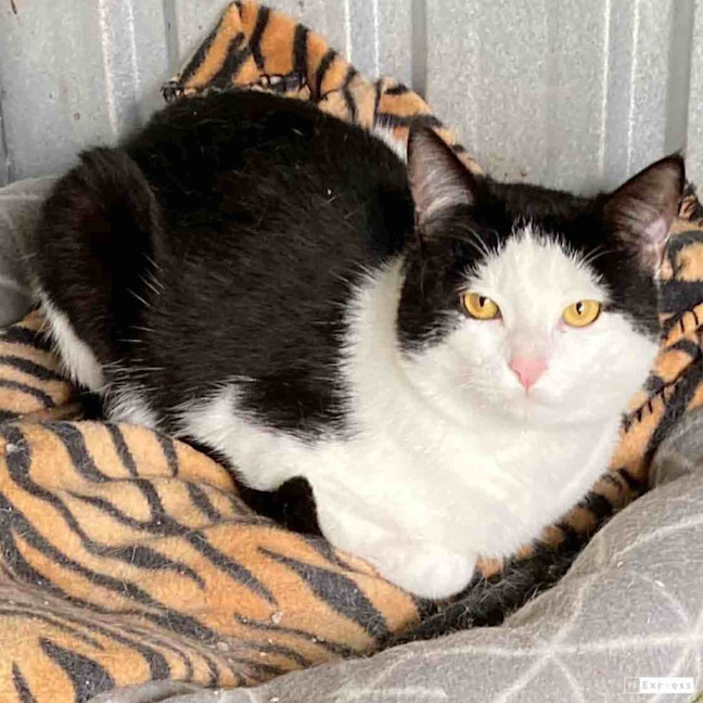 Photo of Atlas