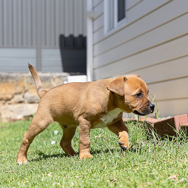 Photo of Brownie