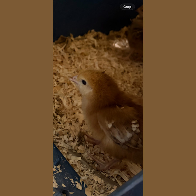 Photo of Pumpkin
