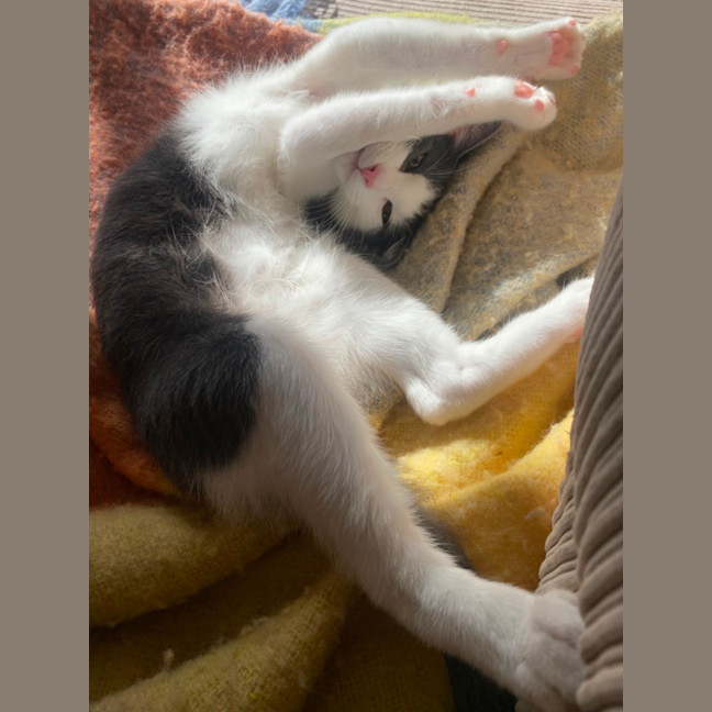 Photo of Alfred A.K.A Alfredino