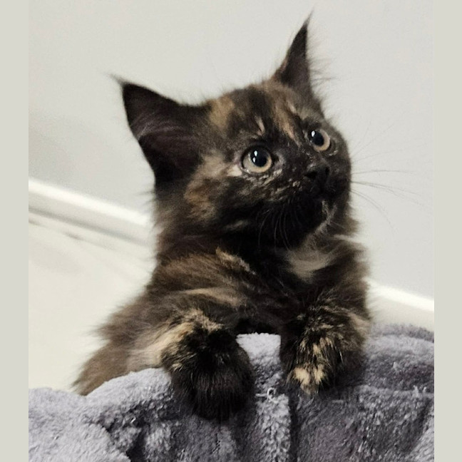 Photo of Lila