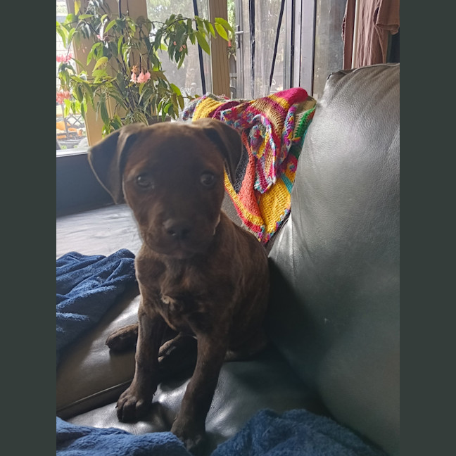 Photo of Stella (Was Karma)