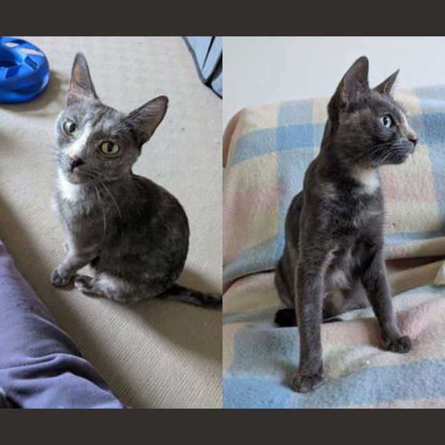 Photo of Dusty