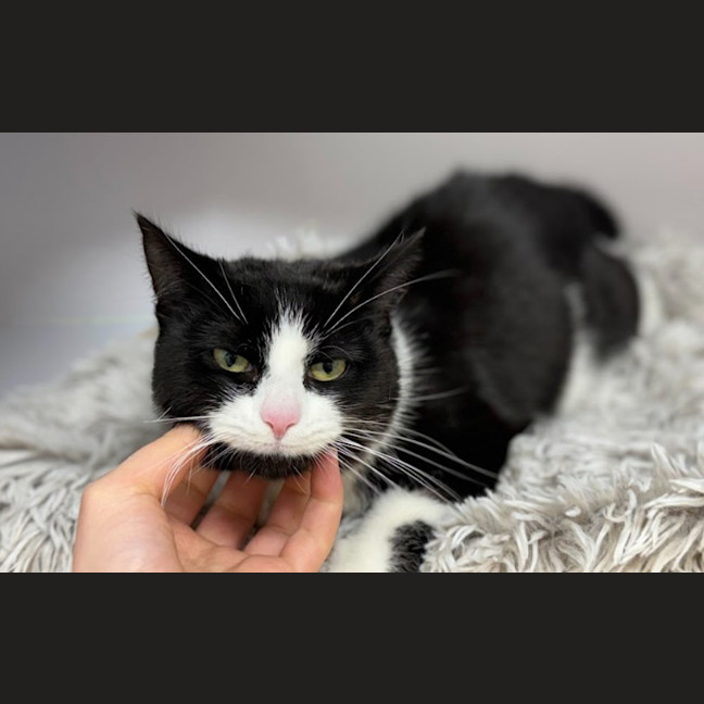 Photo of Magpie