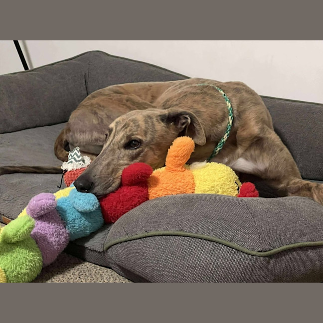 Photo of Buster, The Greyhound