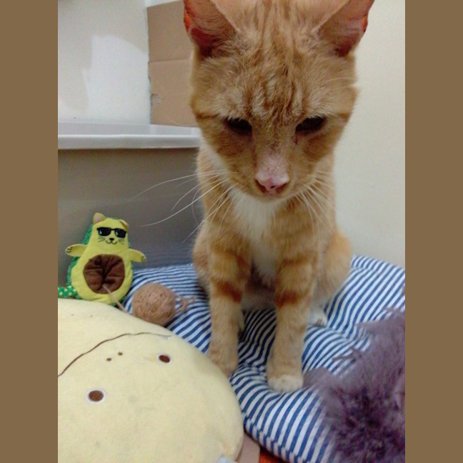 Photo of Baggins / Mr Big