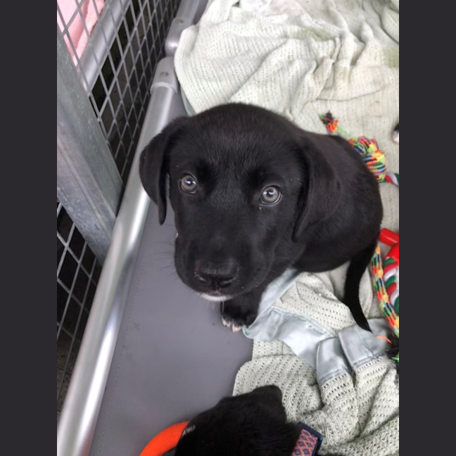 Photo of D1270 Ratatouille