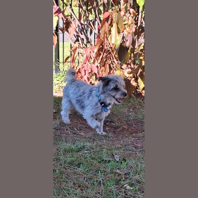 Photo of Bandit