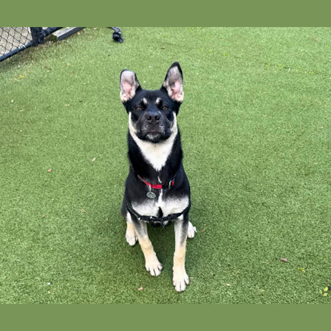 Photo of Oreo