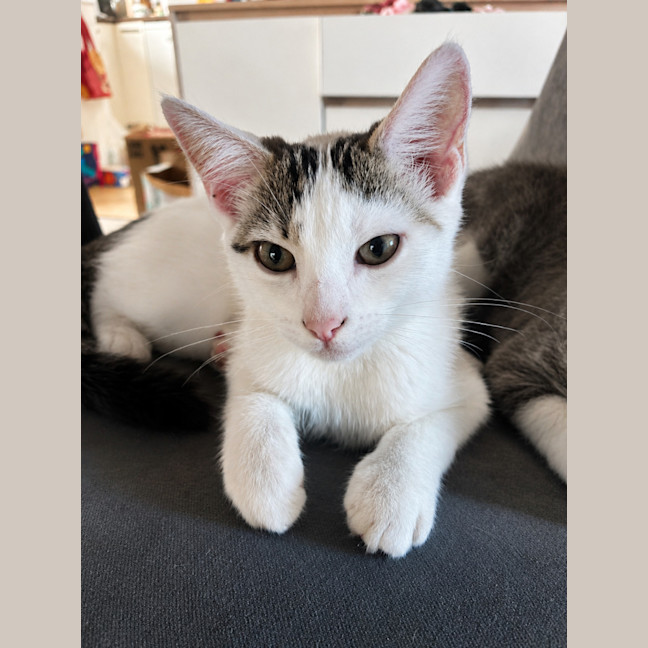 Photo of Lily
