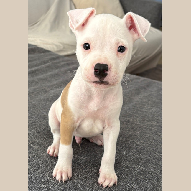 Photo of Waffle