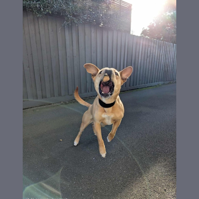 Photo of Apple Crumble