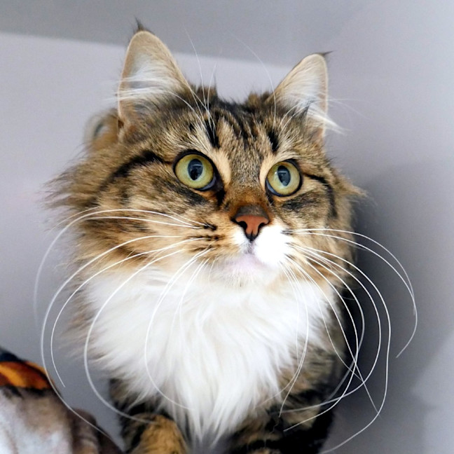 Photo of Maeve Sta015466