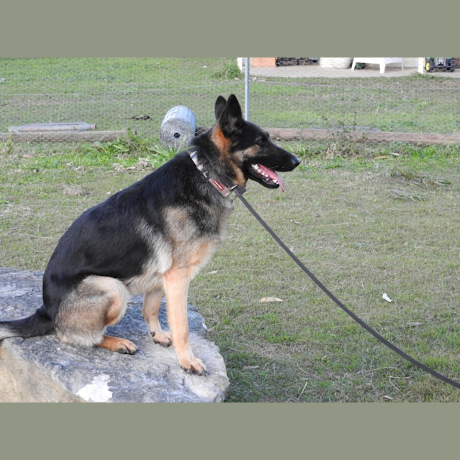 Photo of Bessy