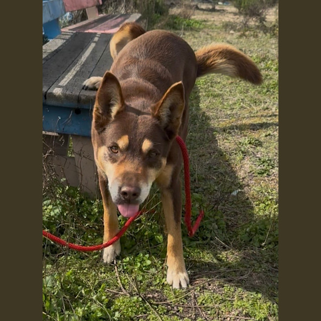 Photo of Rusty
