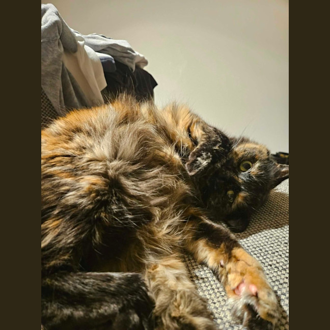 Photo of Gypsy   In Foster Care In Cremorne