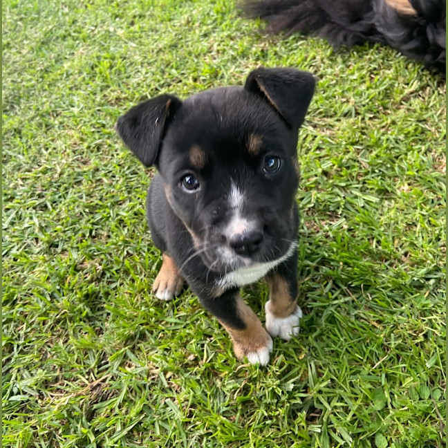 Photo of Nova