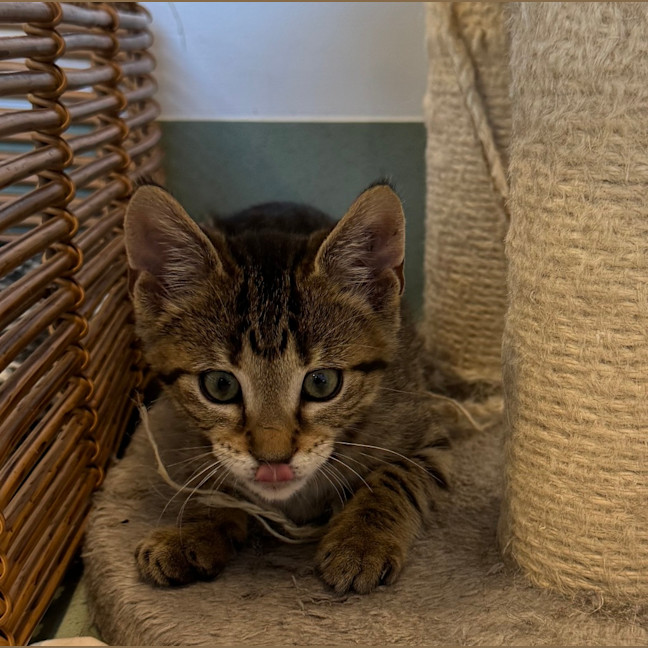 Photo of String Bean