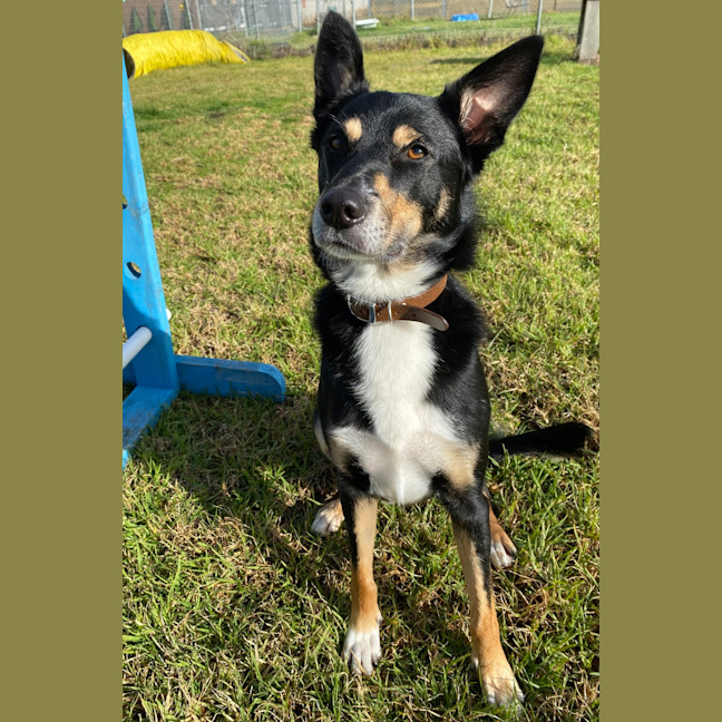 Photo of Dexter
