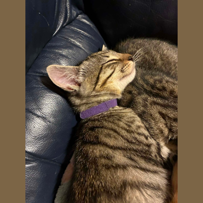 Photo of Aero
