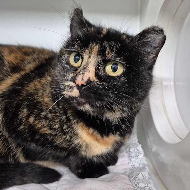 Photo of Zelda
