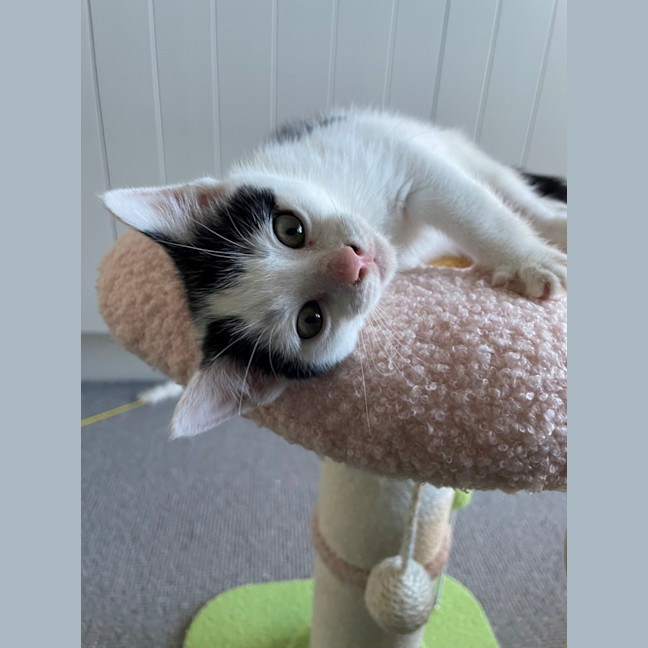 Photo of Possum