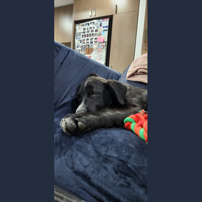 Photo of Bruno