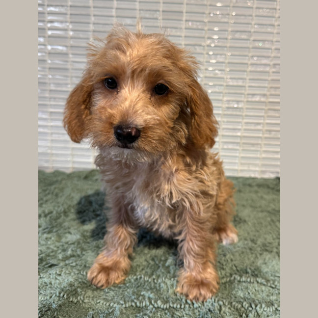 Photo of Frieda